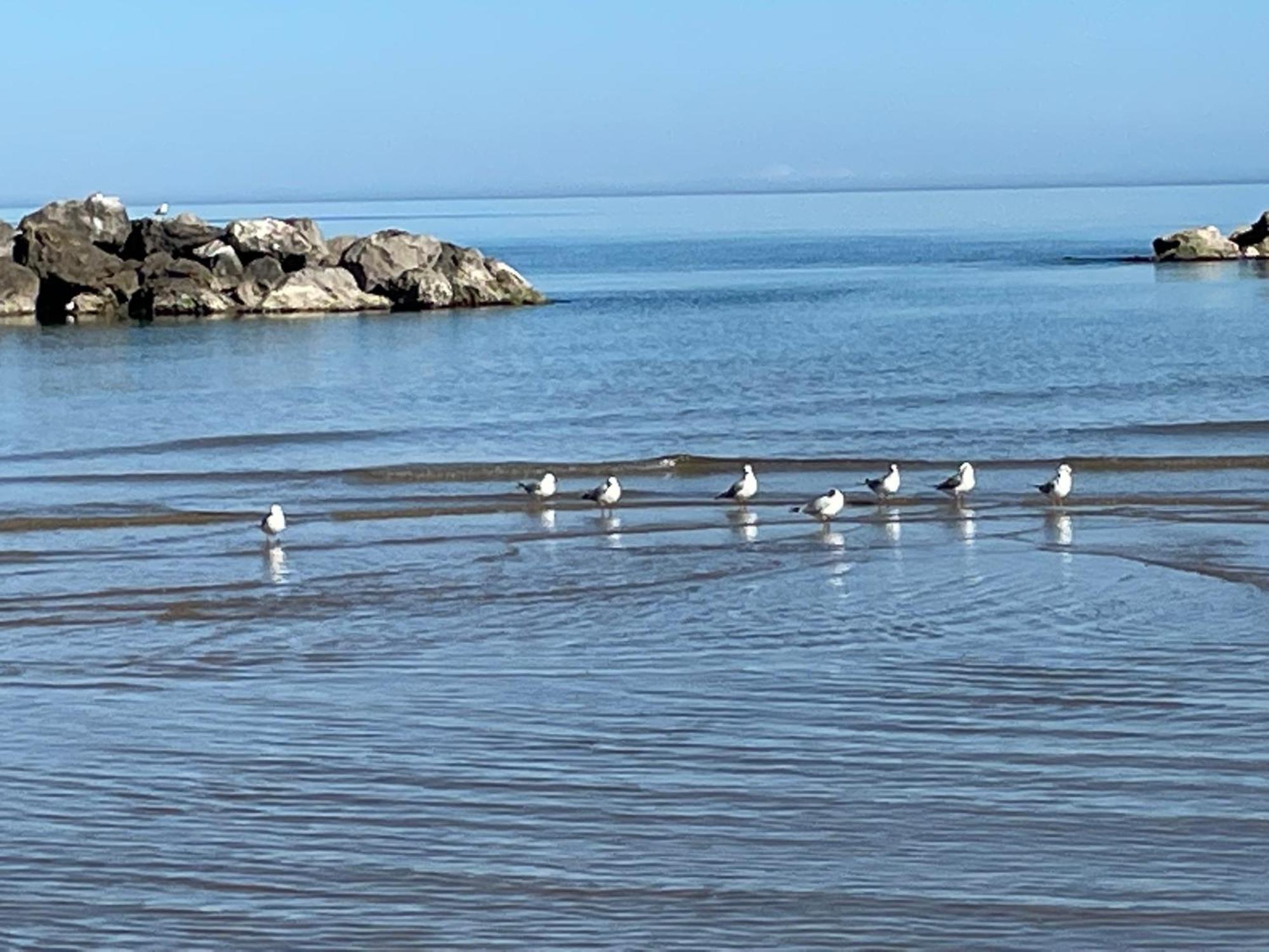 Le Ortensie In Centro E Vicino Al Mare Pescara Buitenkant foto